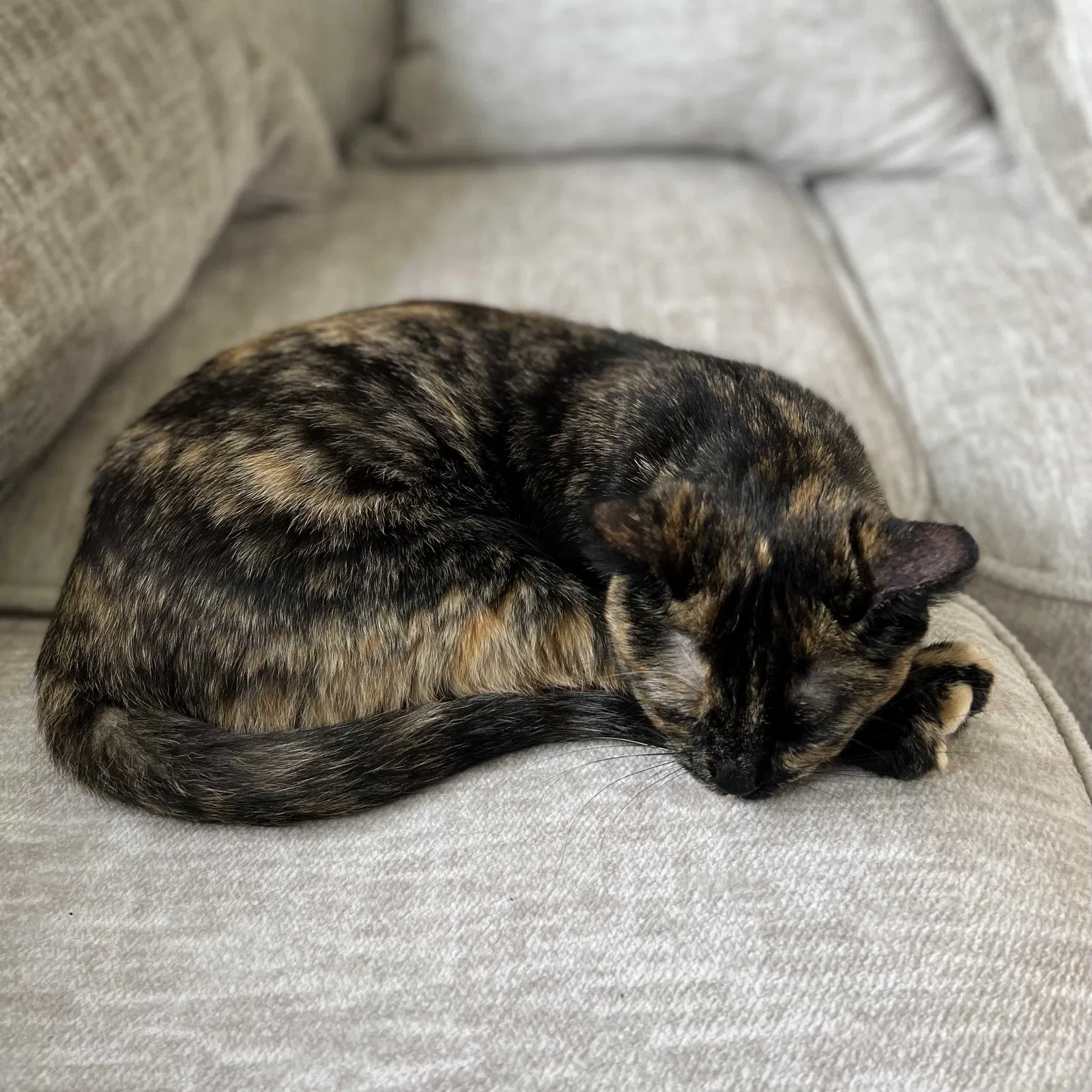 Lost cat in Seattle, WA, 98168