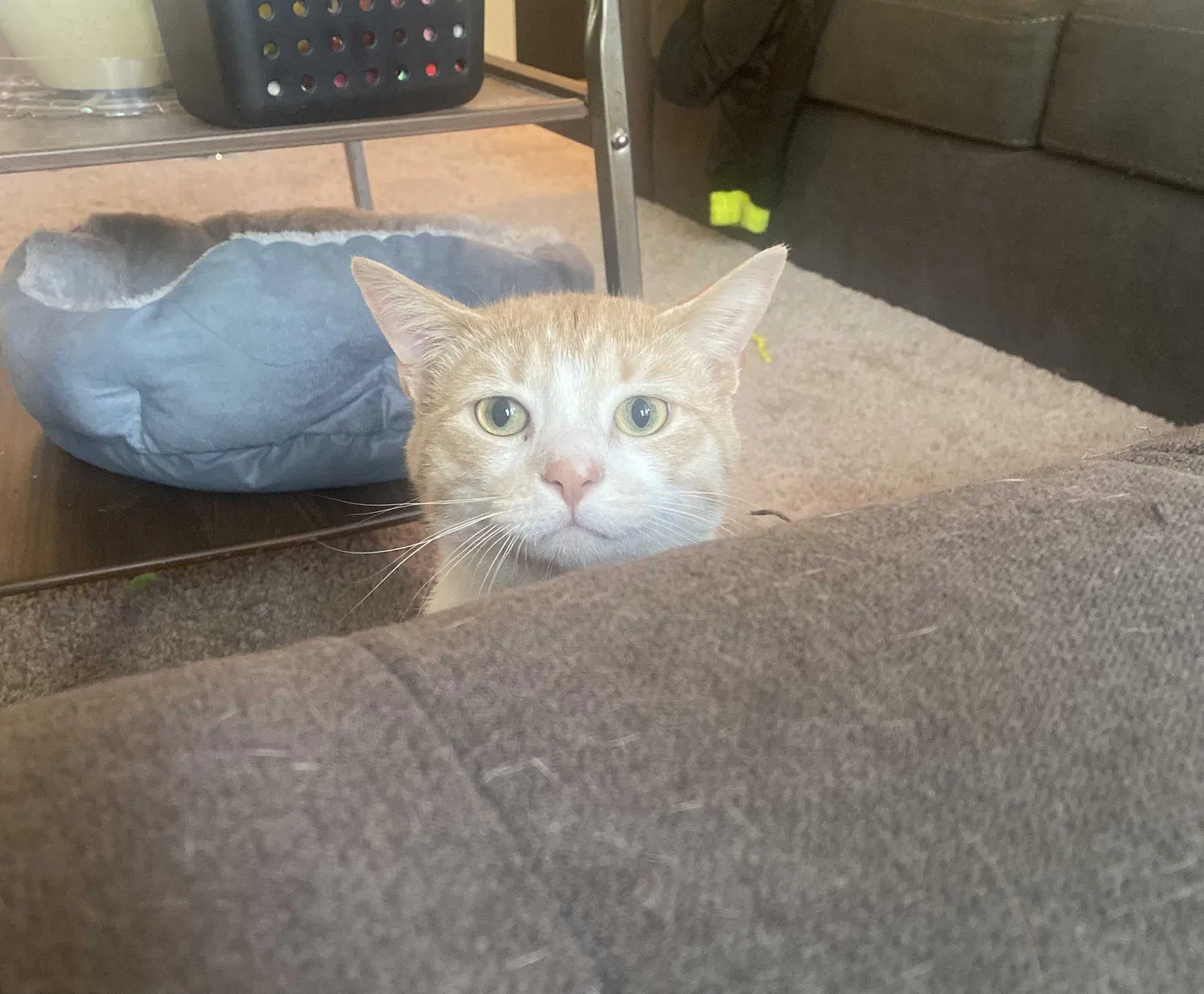 Lost cat in Henrico, VA, 23233