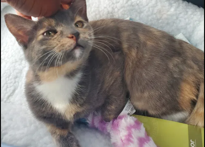 Lost cat in Brookeville, MD, 20833