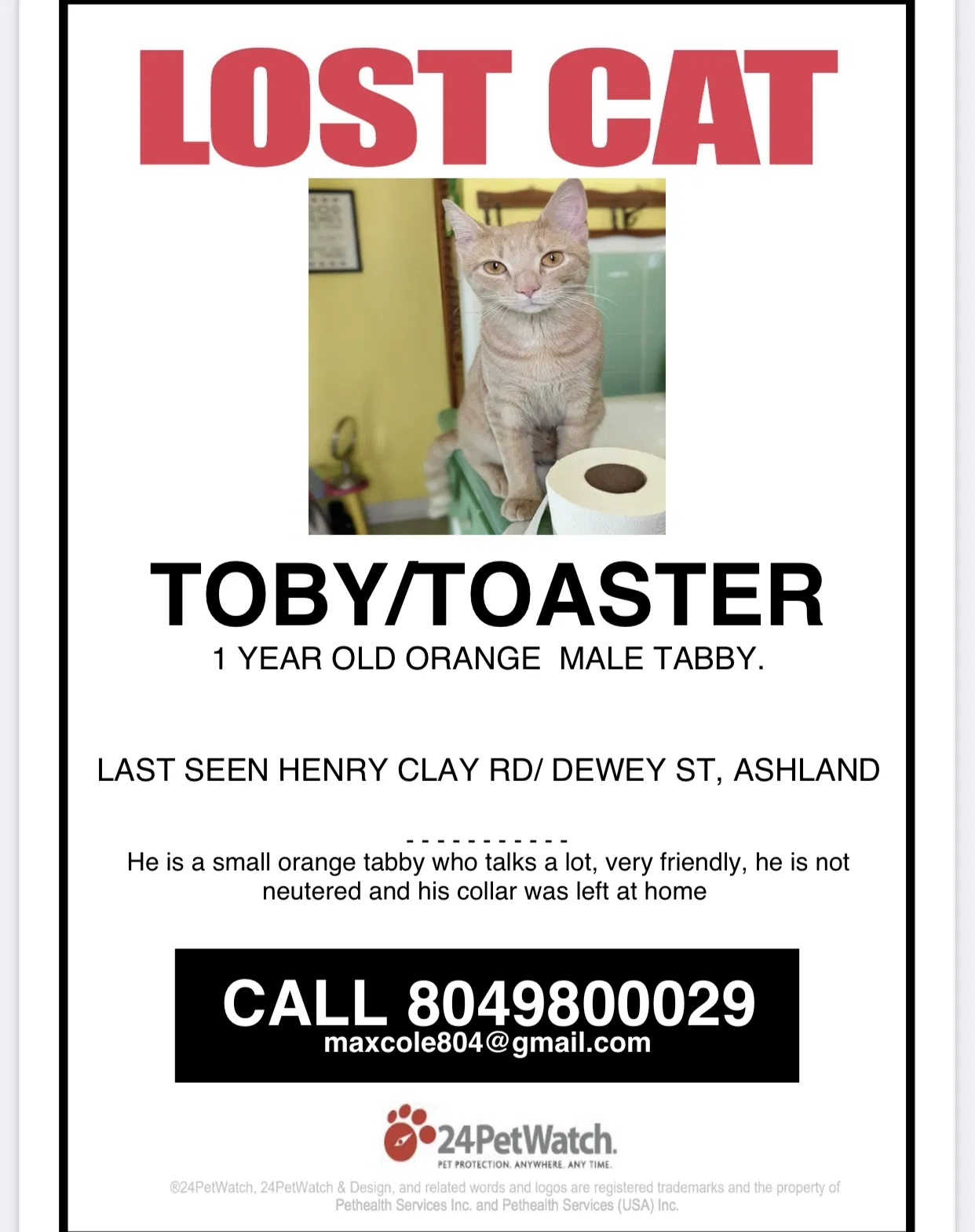 Lost cat in Ashland, VA, 23005