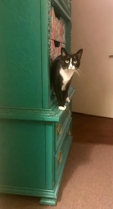 Lost cat in West Blocton, AL, 35184