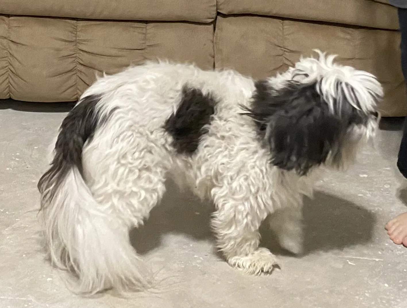 Lost dog in Dunnellon, FL, 34433