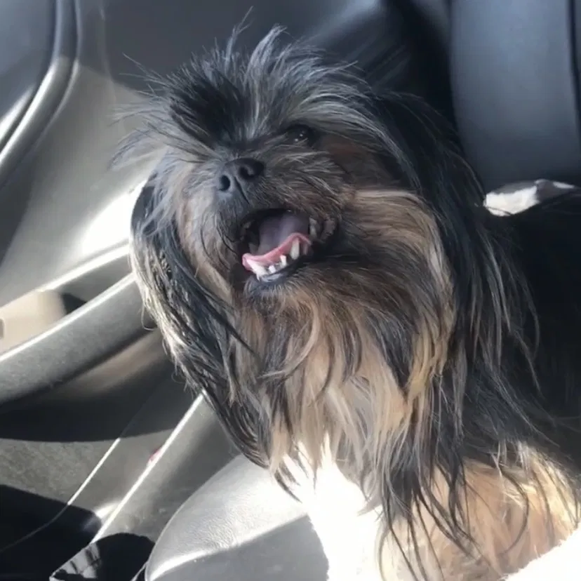 Lost dog in Tipp City, OH, 45371