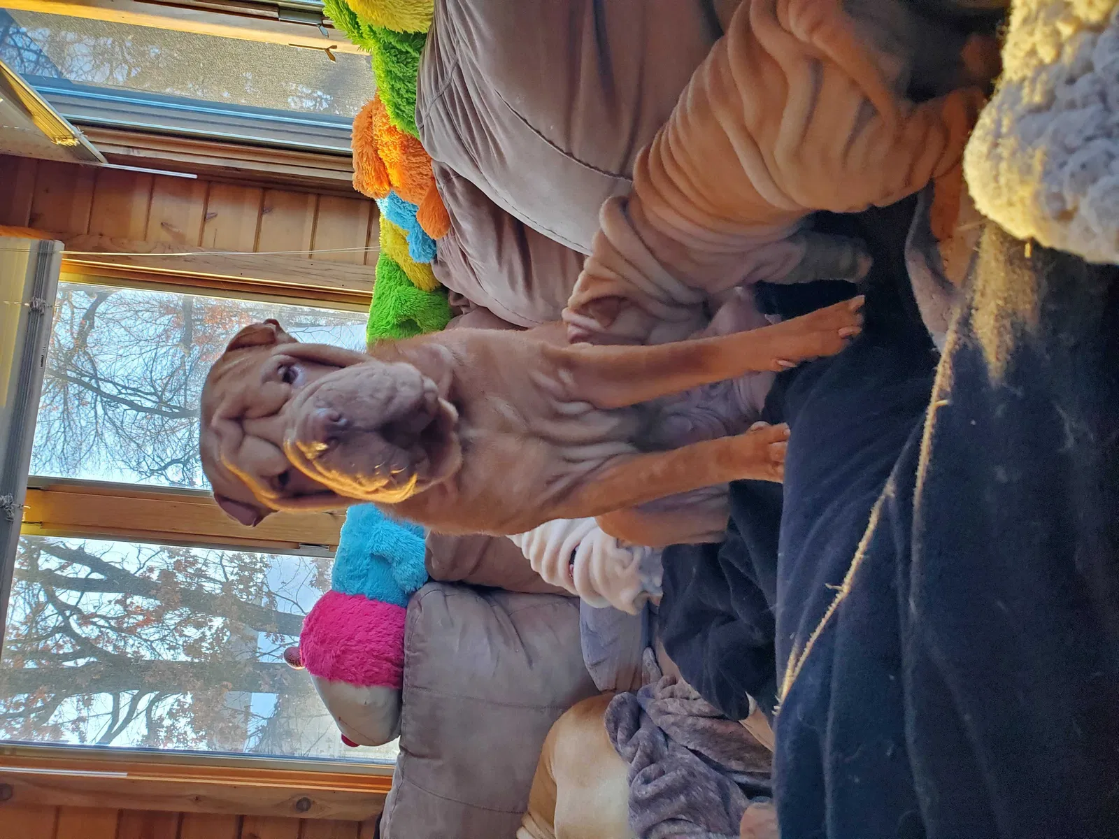 Lost dog in Minneapolis, MN, 55448