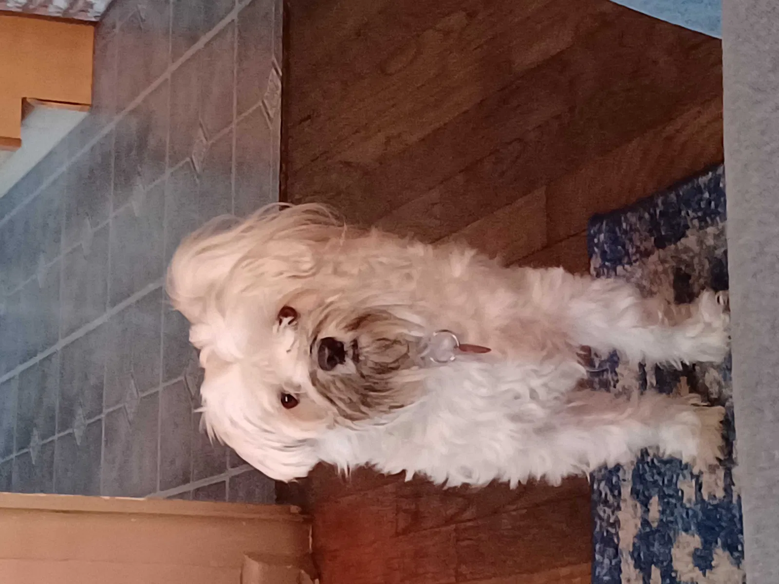 Lost dog in Indianapolis, IN, 46201