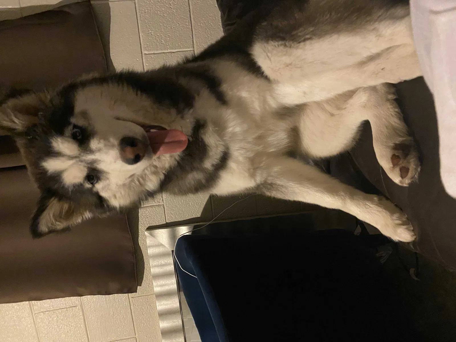 Lost dog in El Paso, TX, 79924