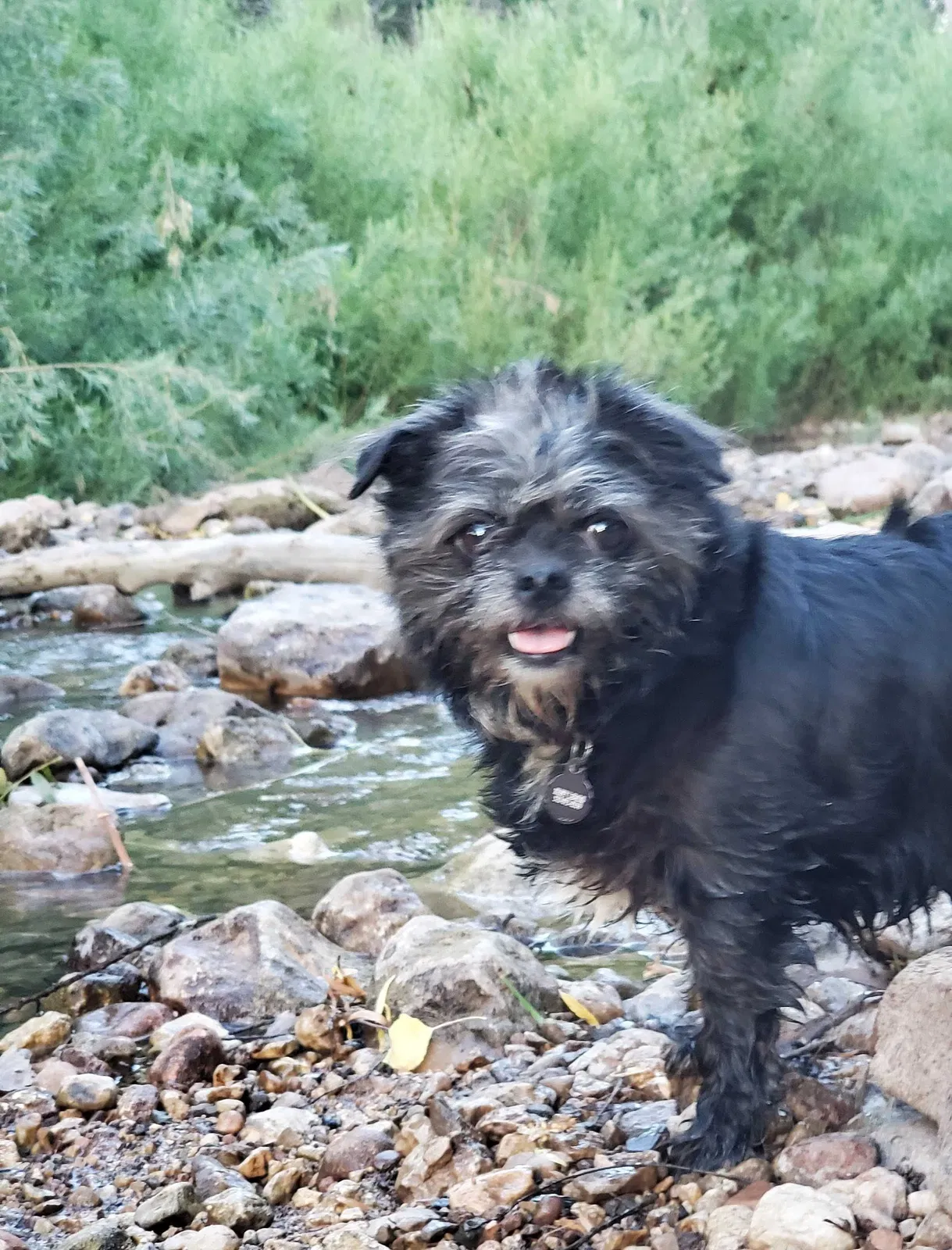 Lost dog in Tucson, AZ, 85746