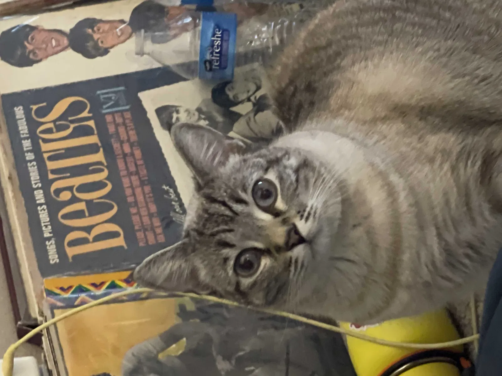 Lost cat in Las Vegas, NV, 89128