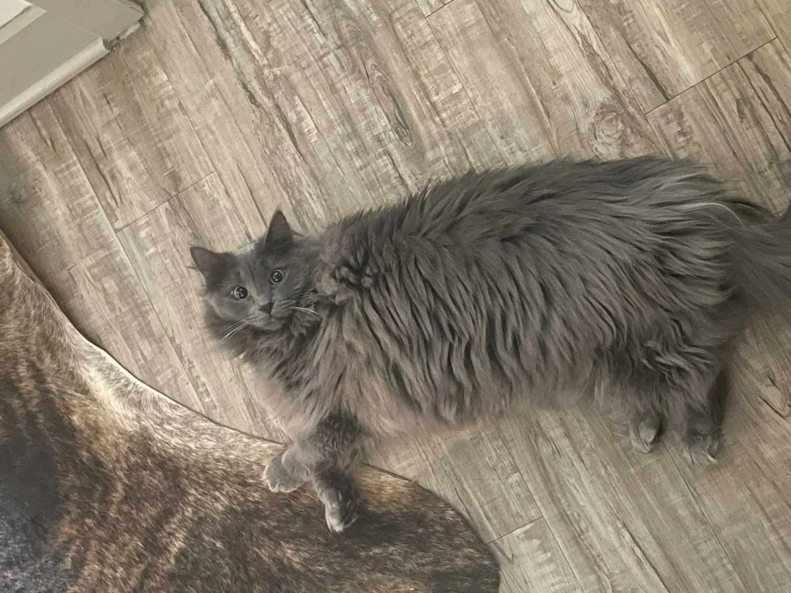 Lost cat in Knoxville, TN, 37902