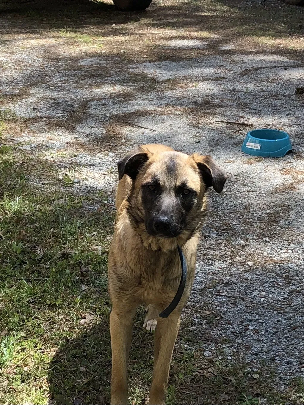 Found dog in Valley, AL, 36854