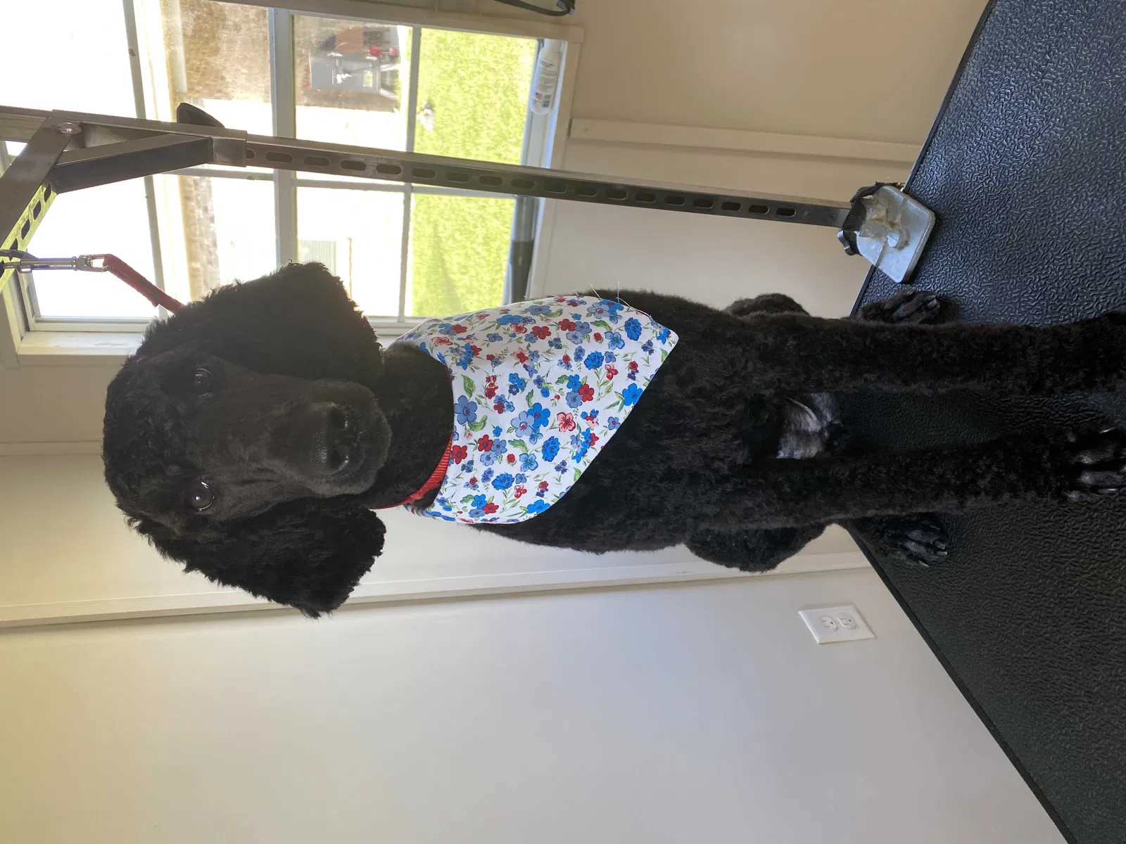 Lost dog in Daphne, AL, 36526