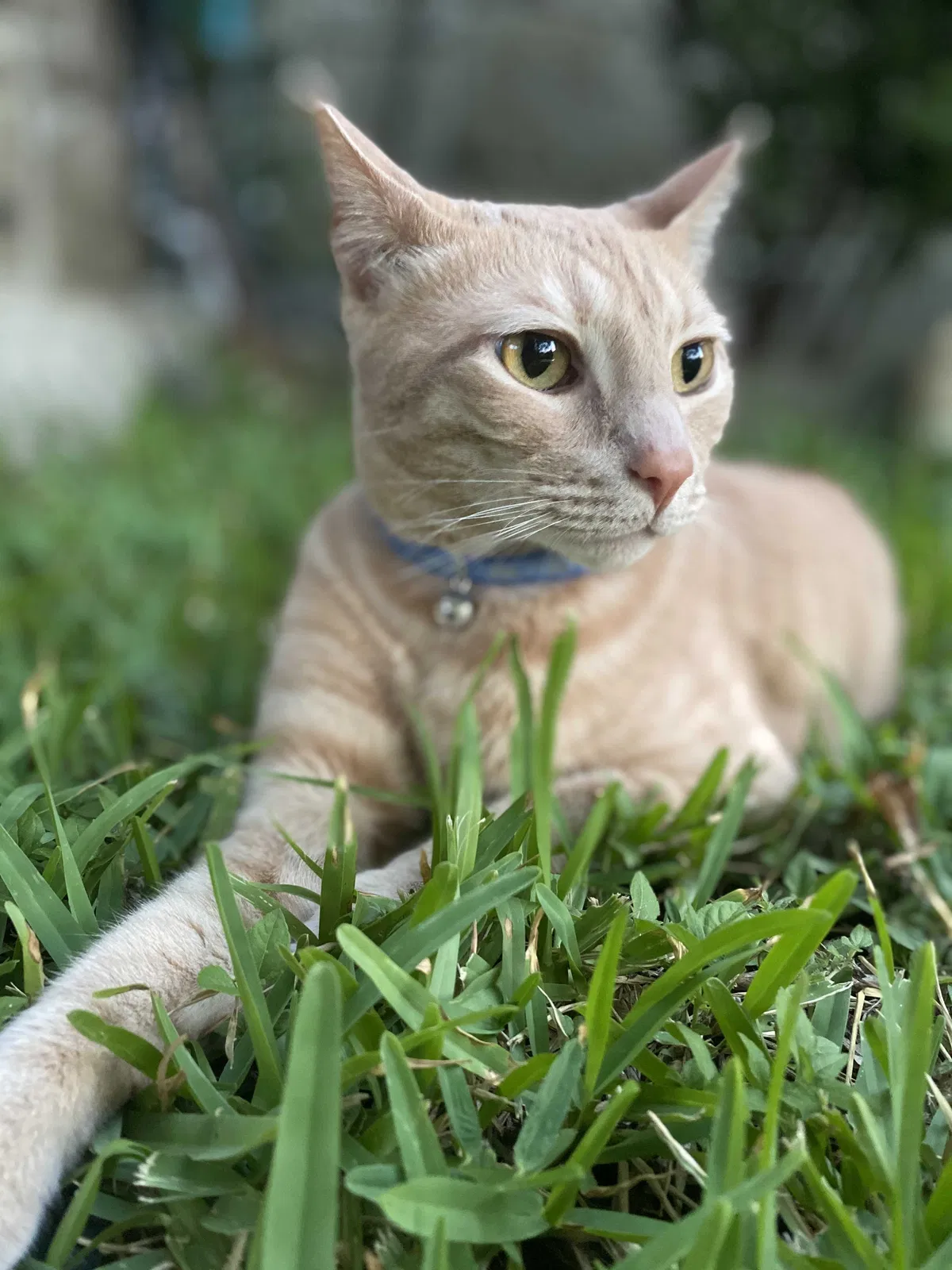 Lost cat in San Antonio, TX, 78251