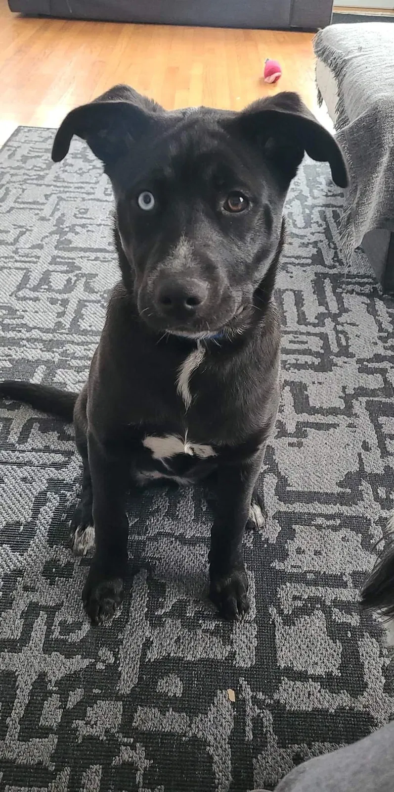 Lost dog in Markham, IL, 60428