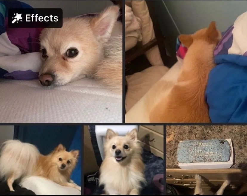 Lost dog in San Antonio, TX, 78211