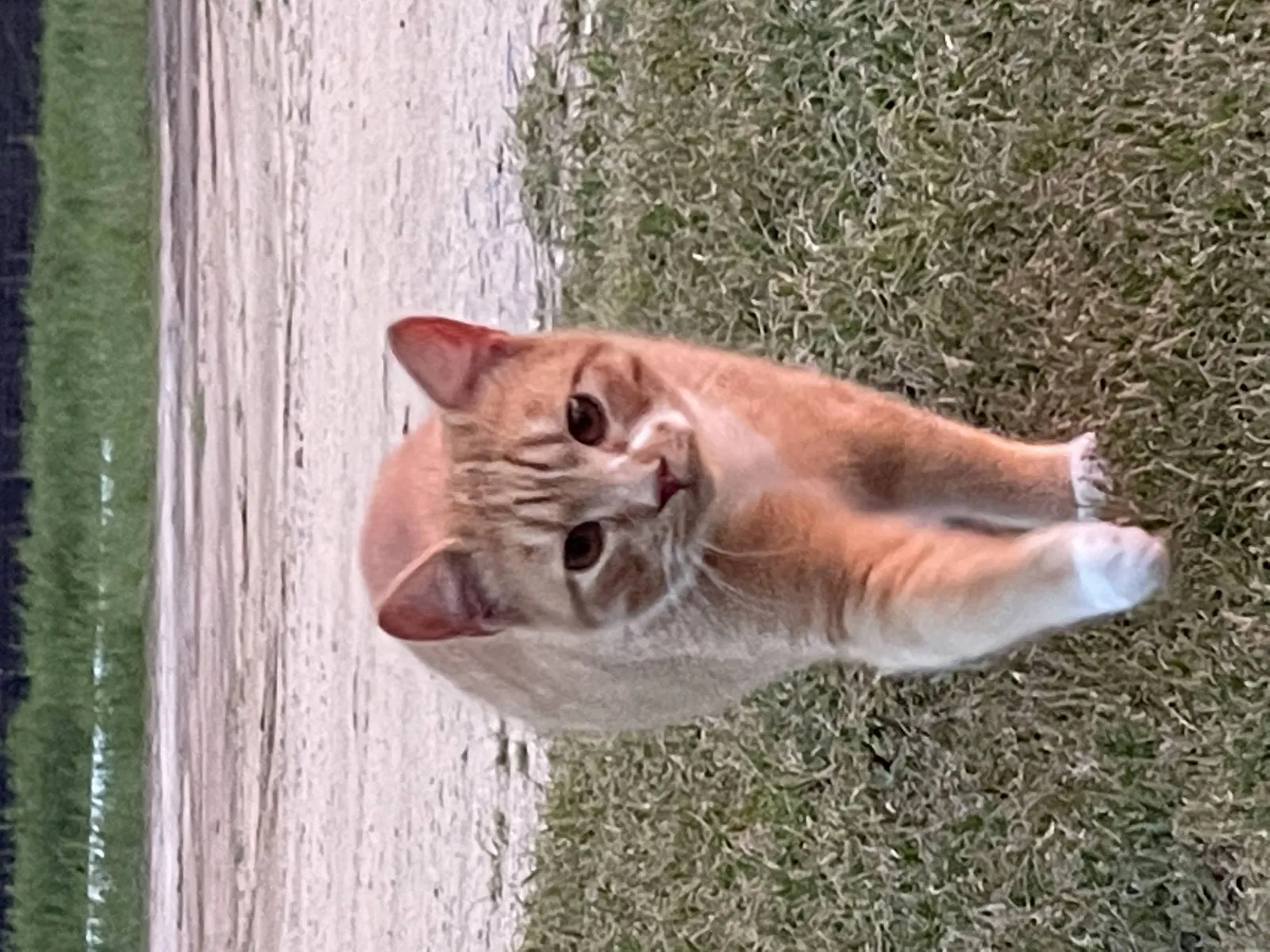 Lost cat in Eagle Springs, NC, 27242