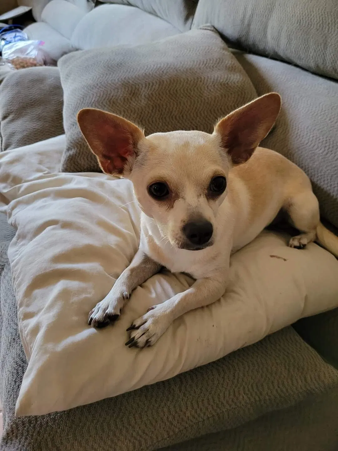 Lost dog in El Paso, TX, 79905
