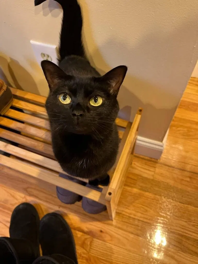 Lost cat in High Point, NC, 27262