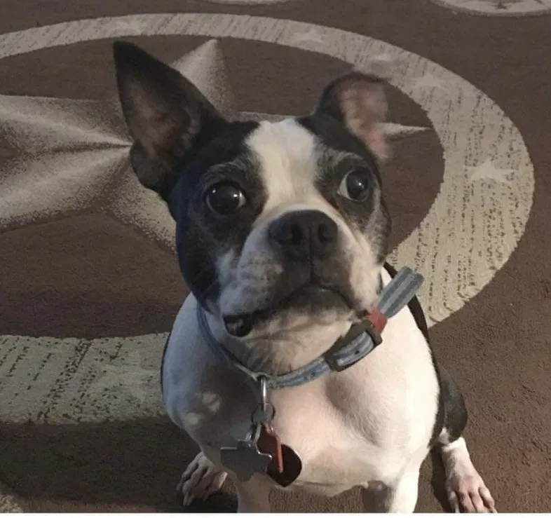 Lost dog in Crosby, TX, 77532