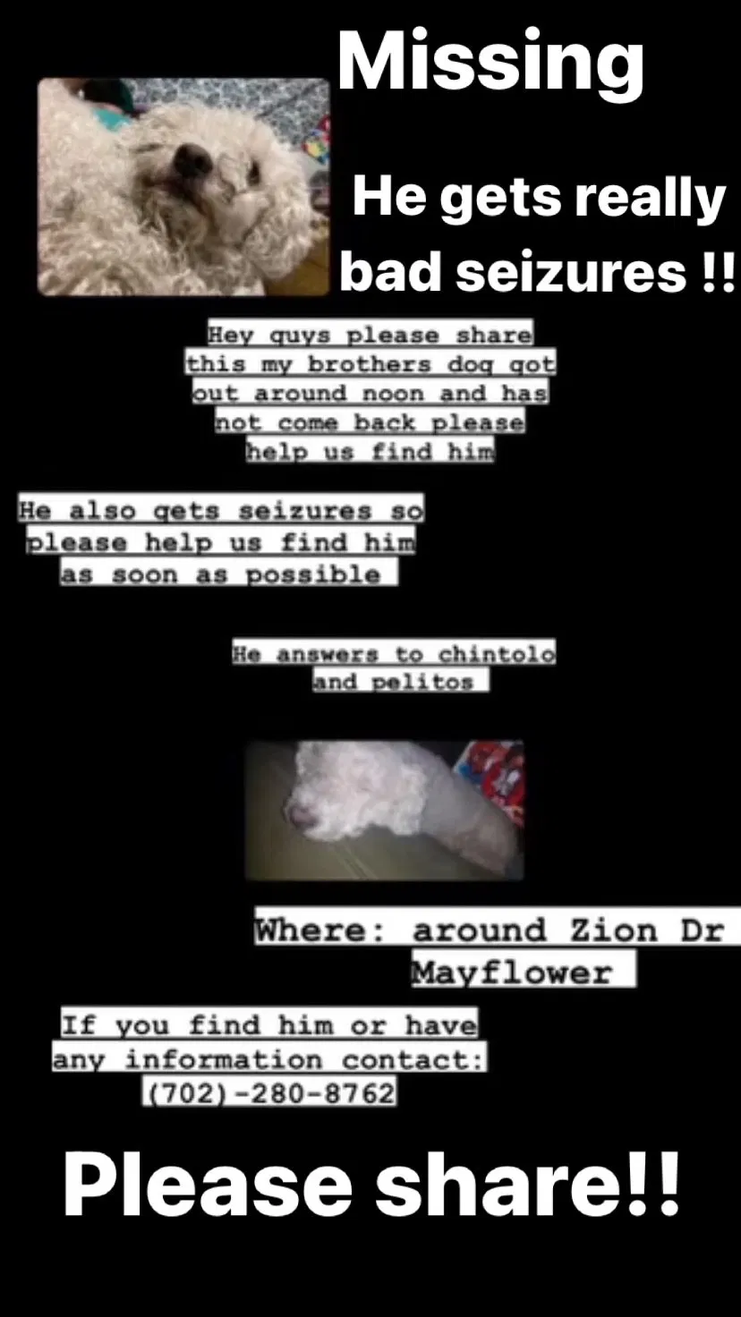 Lost dog in Las Vegas, NV, 89107