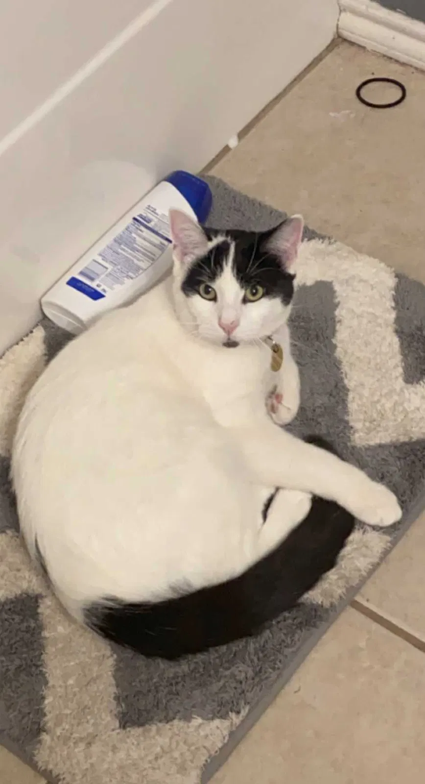 Lost cat in Abilene, TX, 79606