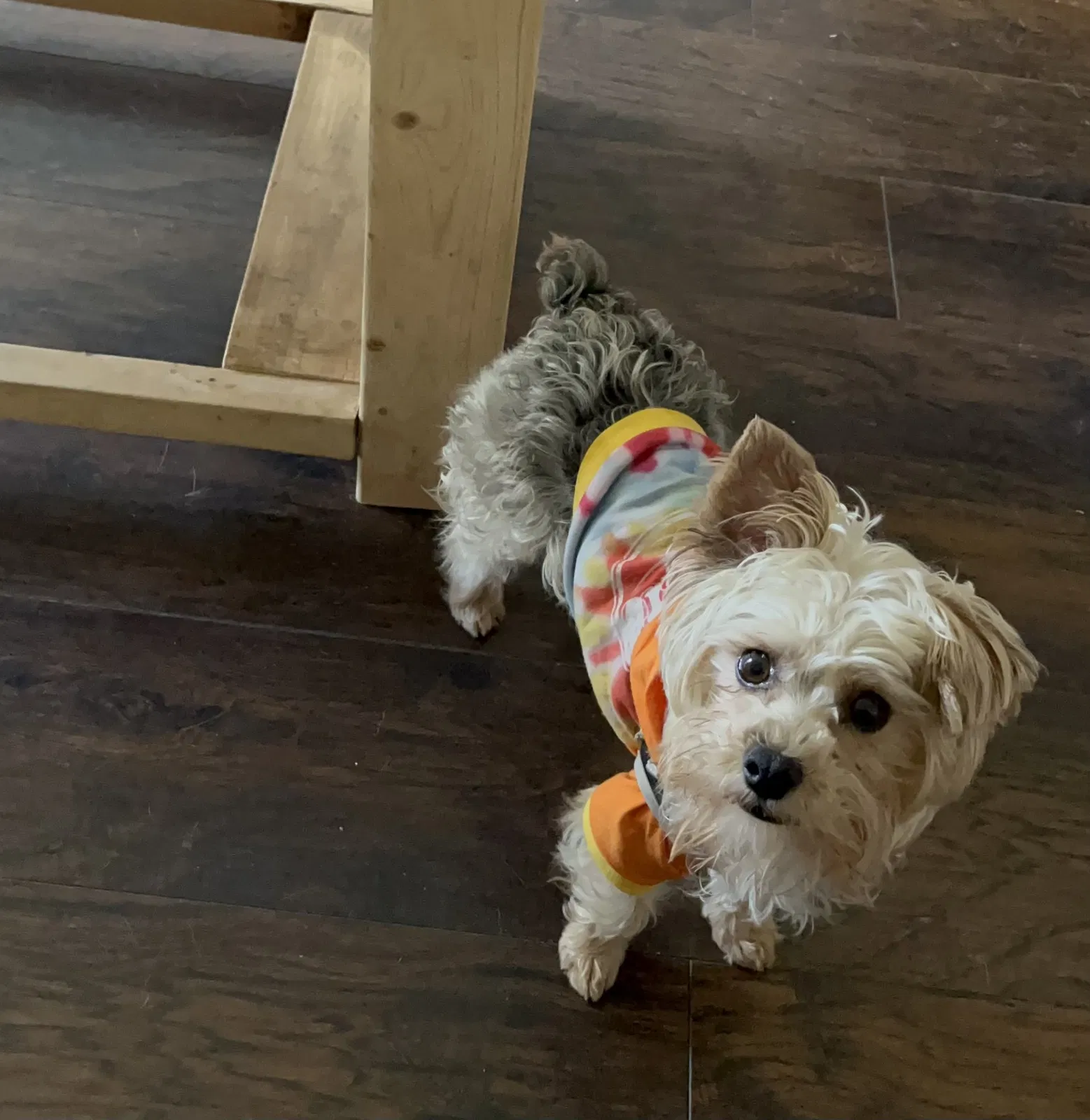 Lost dog in Dallas, TX, 75216