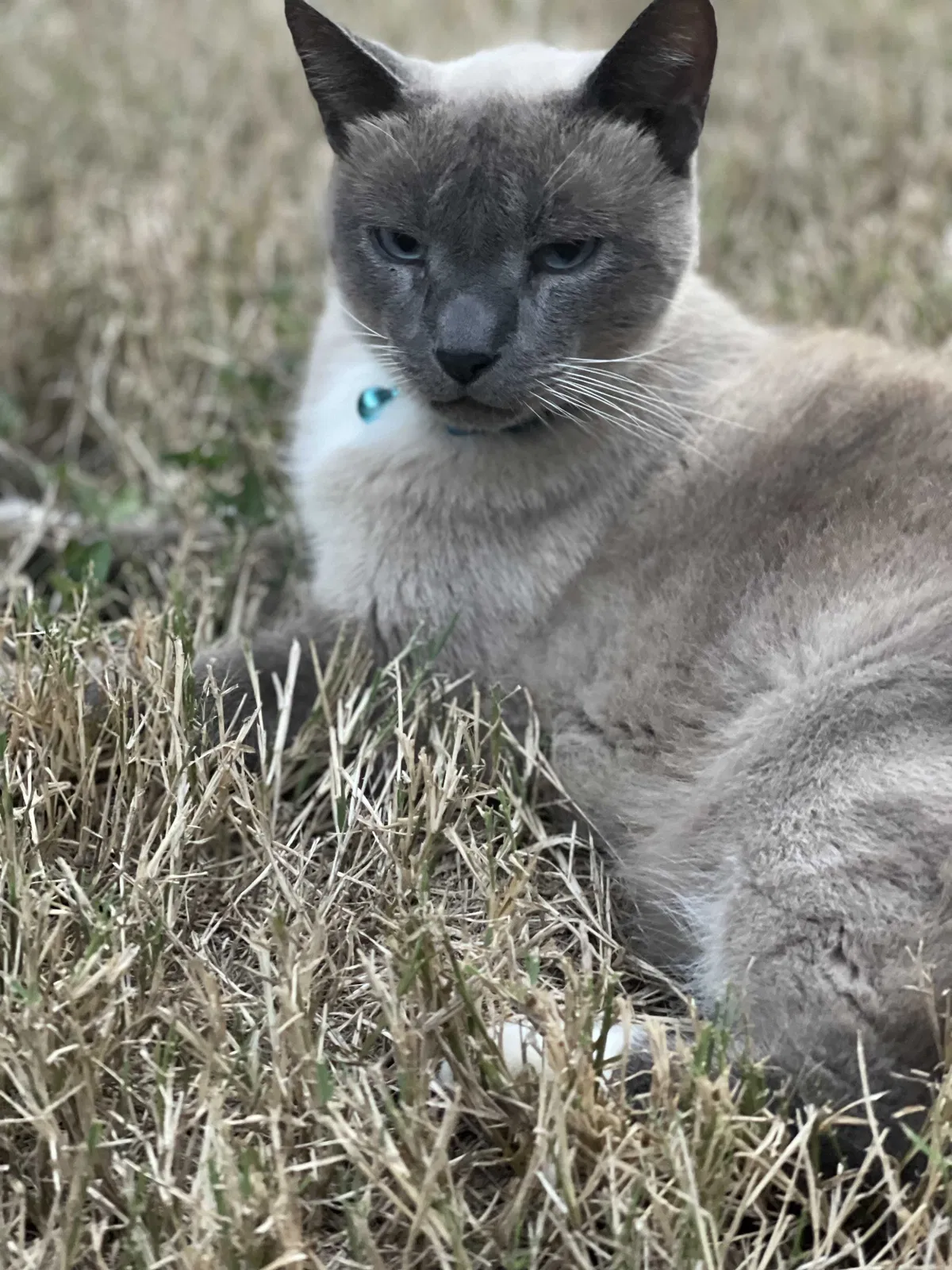 Lost cat in Austin, TX, 78739