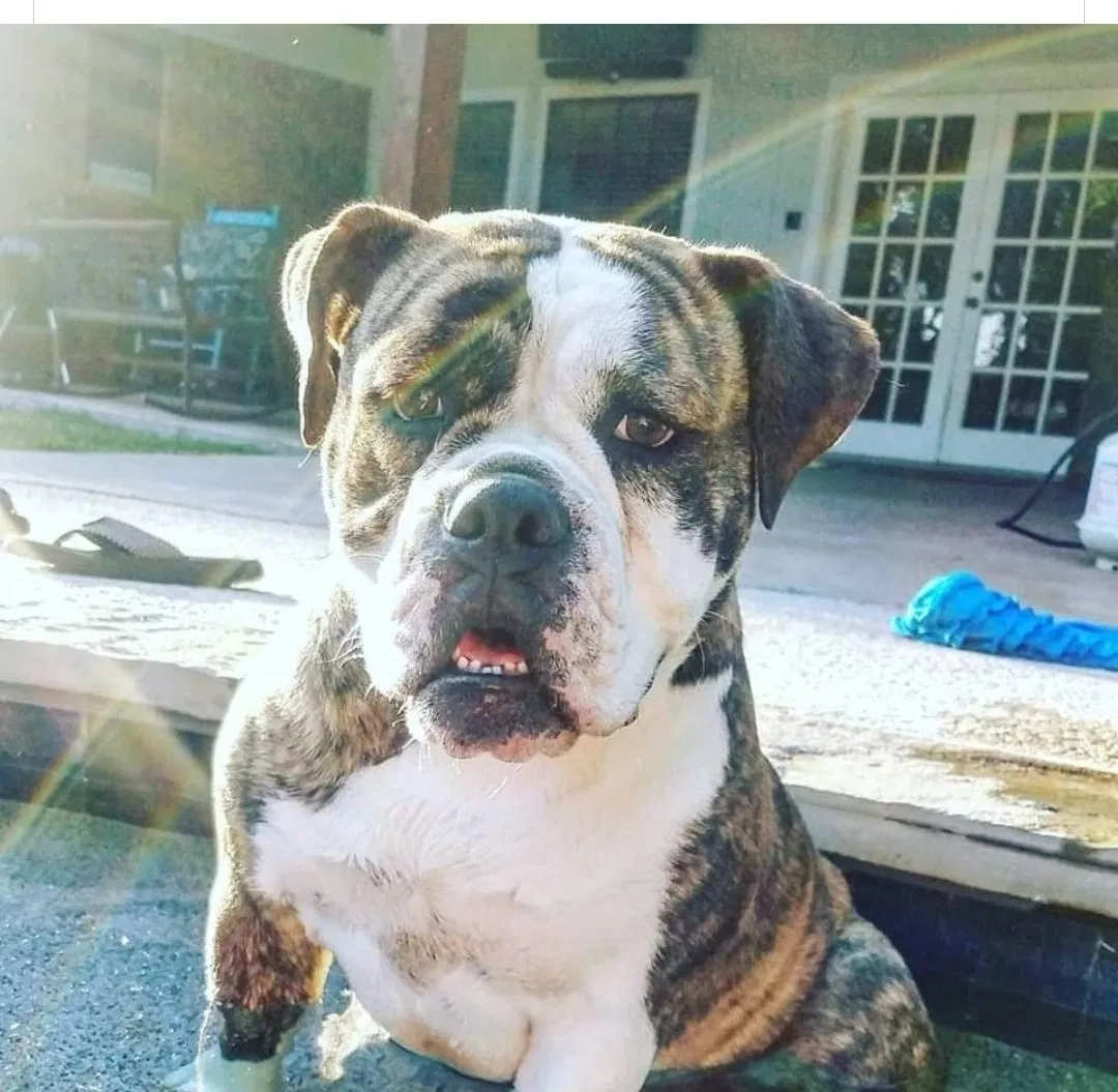 Lost dog in Crosby, TX, 77532