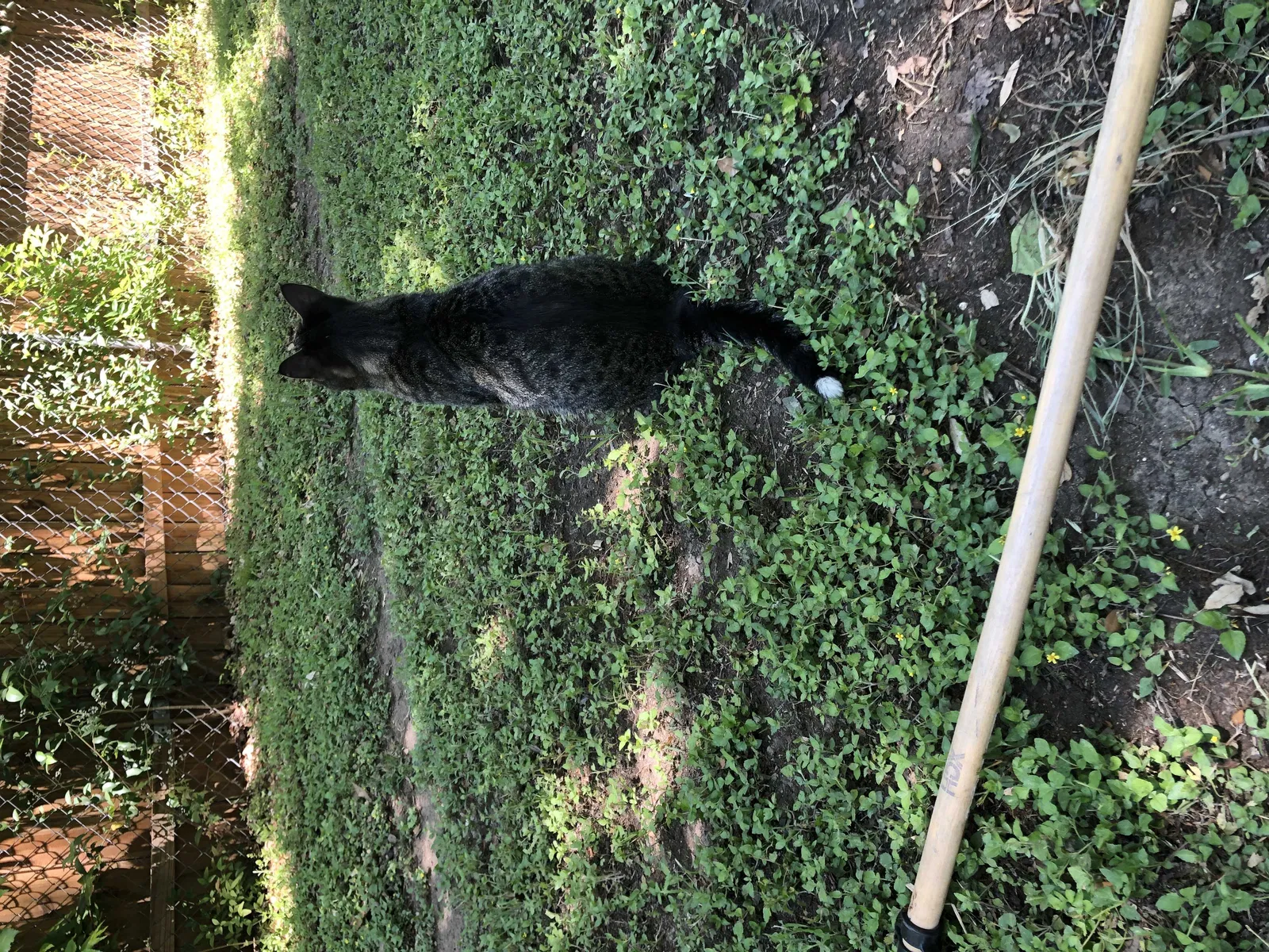 Lost cat in San Antonio, TX, 78216