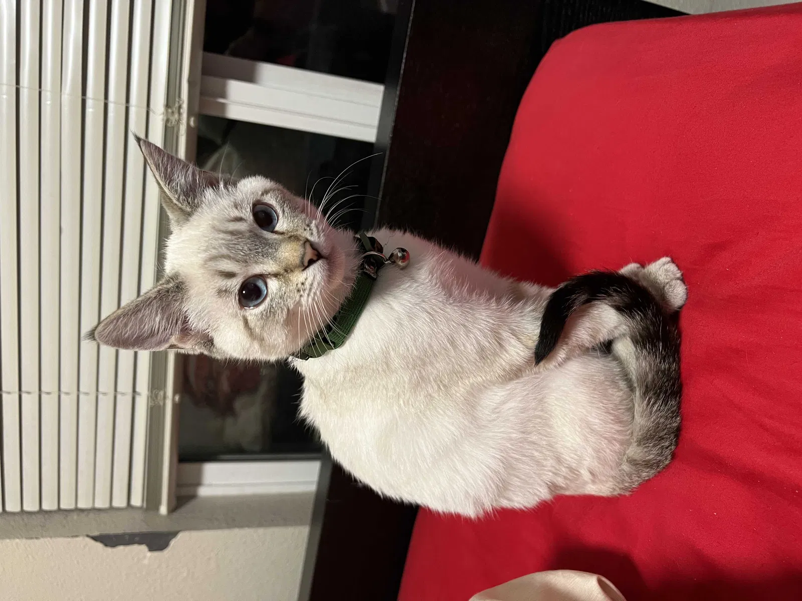 Lost cat in San Francisco, CA, 94133