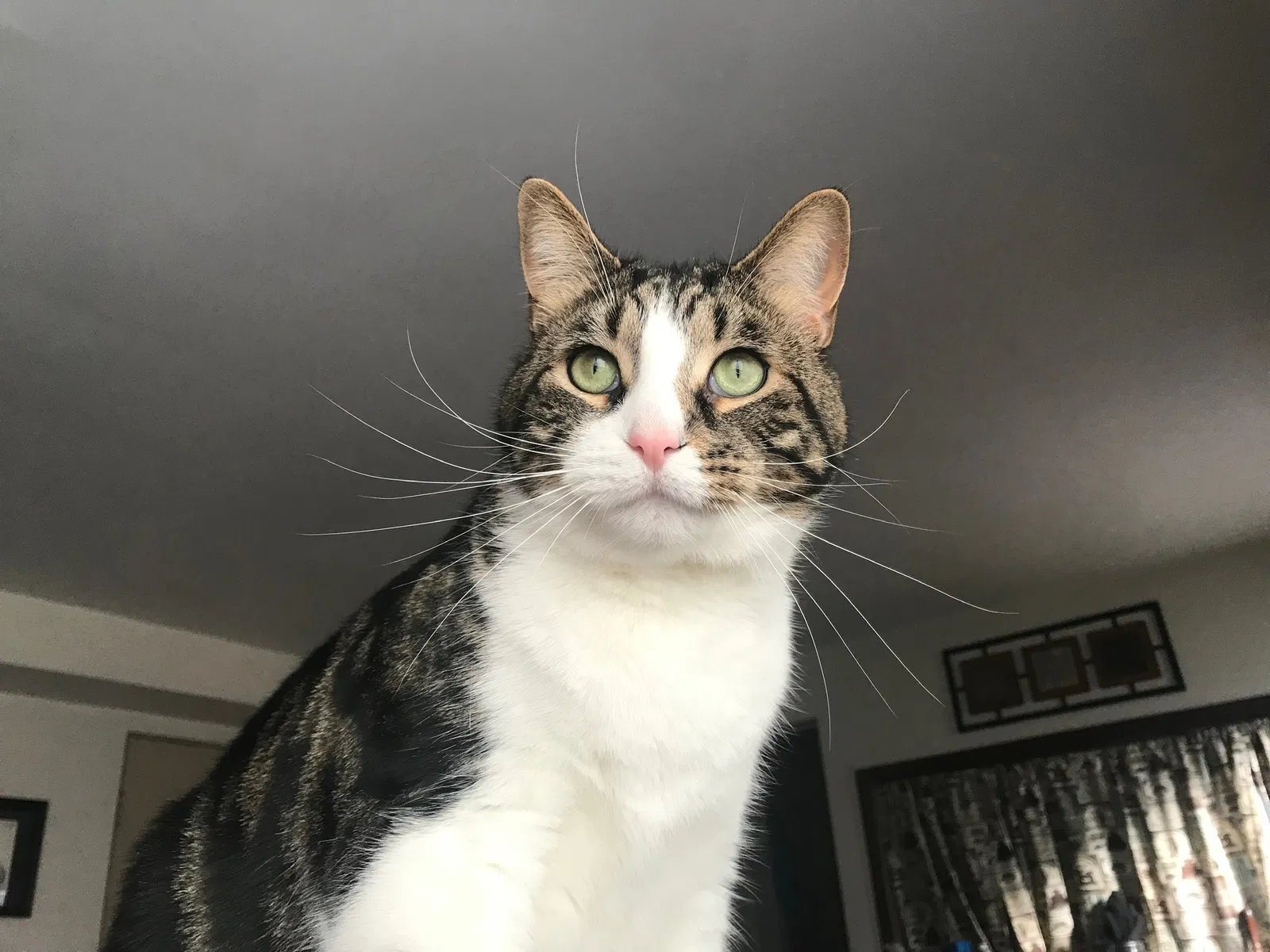 Lost cat in Cleveland, OH, 44130