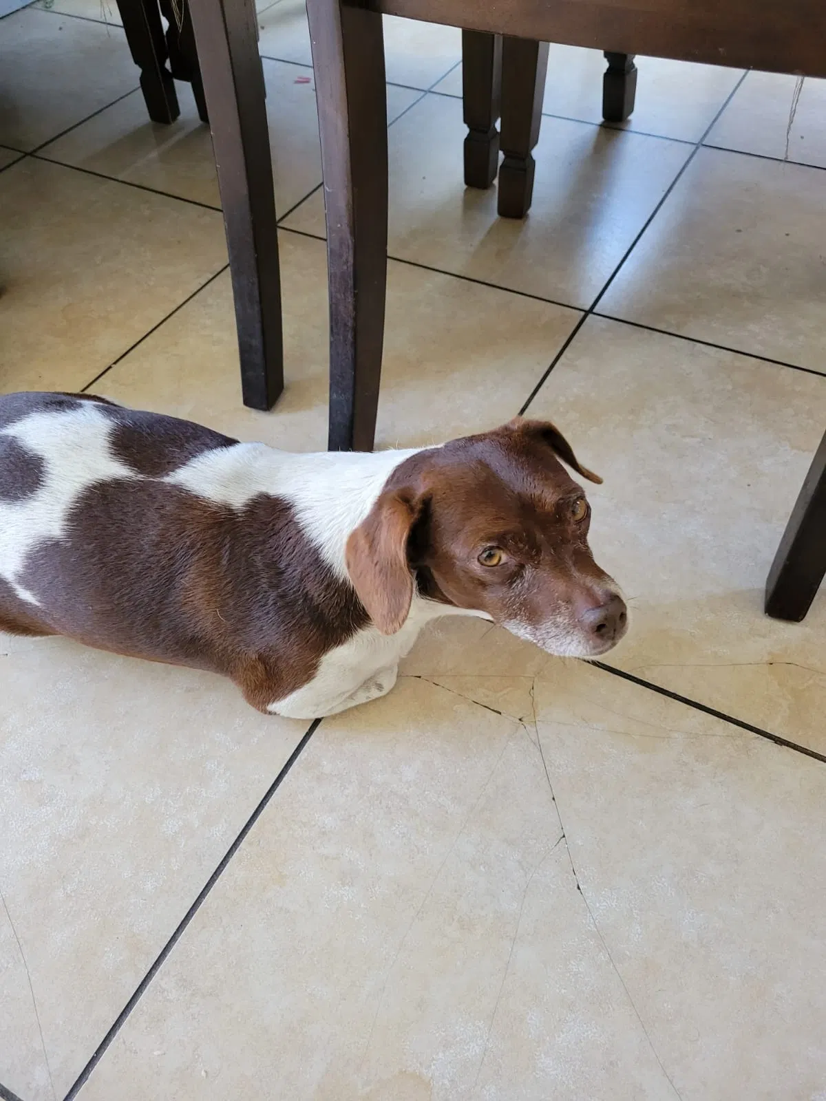 Lost dog in Lynwood, CA, 90262