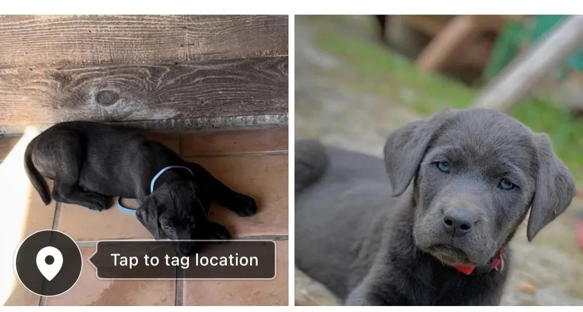 Lost dog in Los Fresnos, TX, 78566
