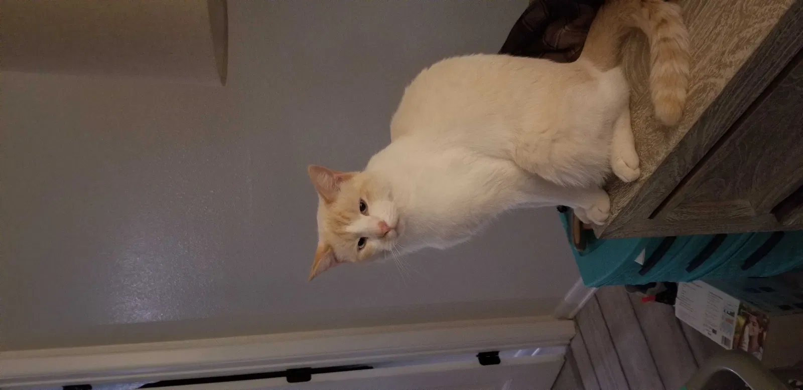 Lost cat in Albuquerque, NM, 87123