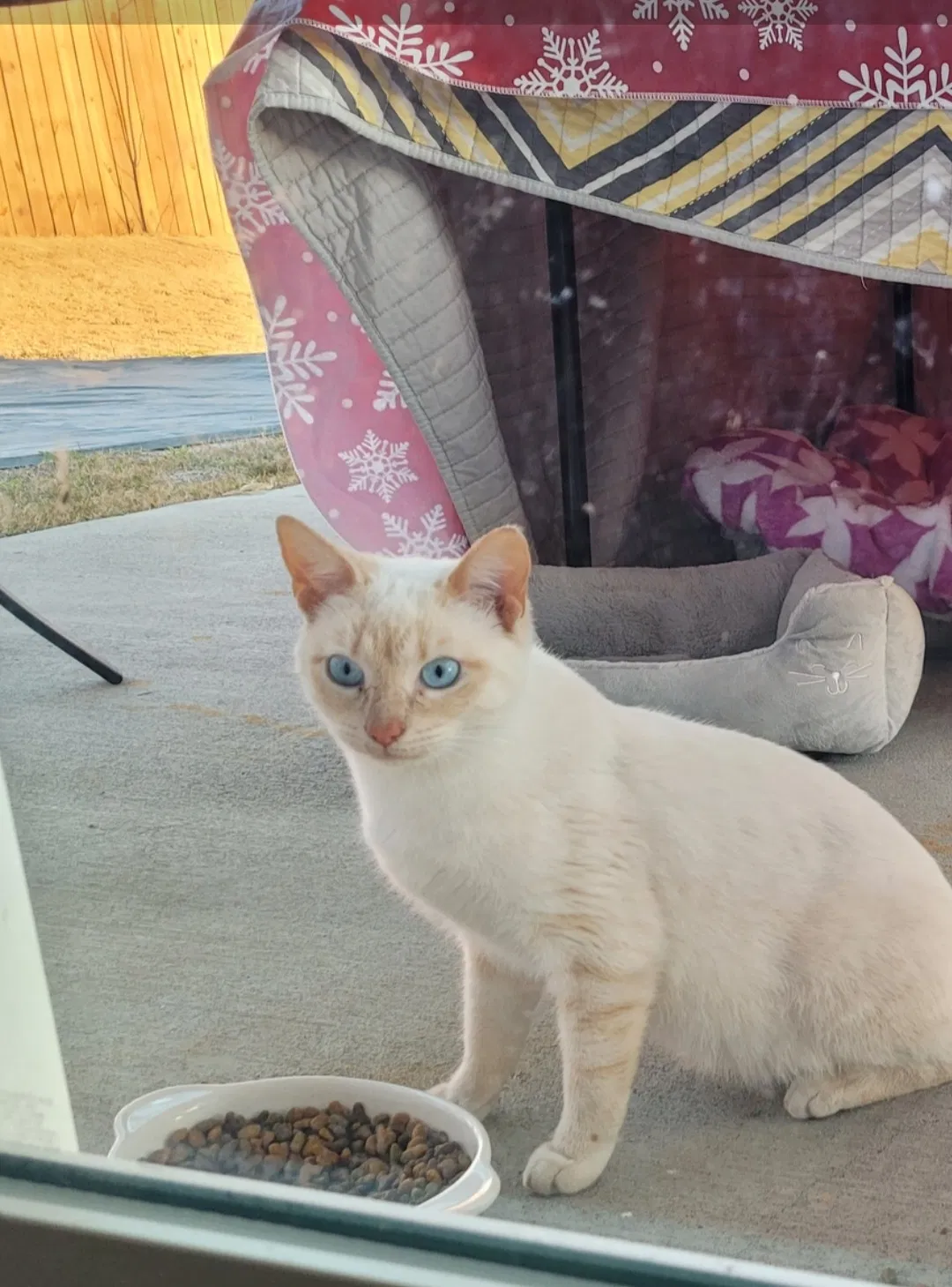 Lost cat in Lexington, SC, 29073