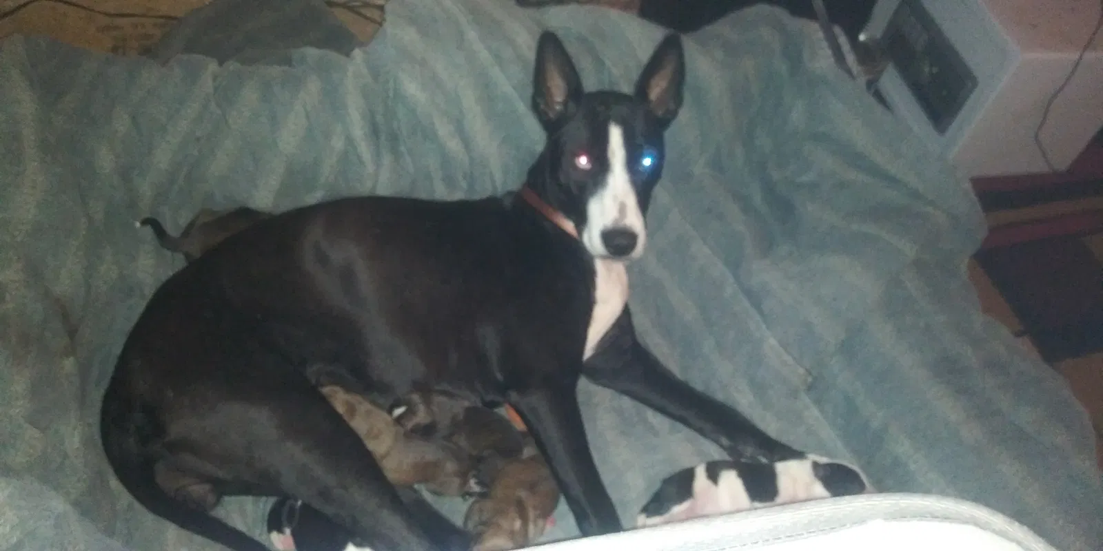 Lost dog in Natalia, TX, 78059