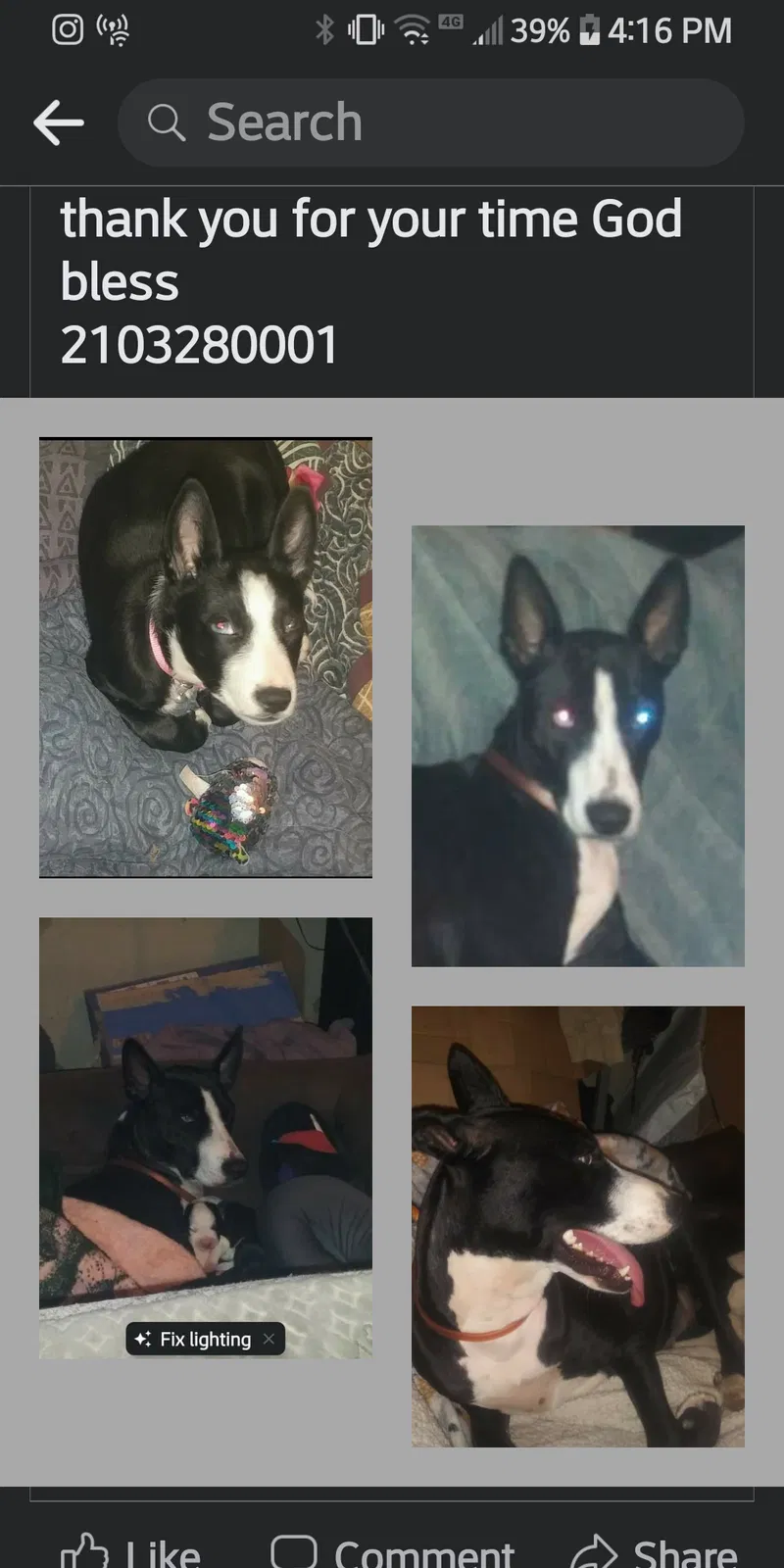 Lost dog in Natalia, TX, 78059