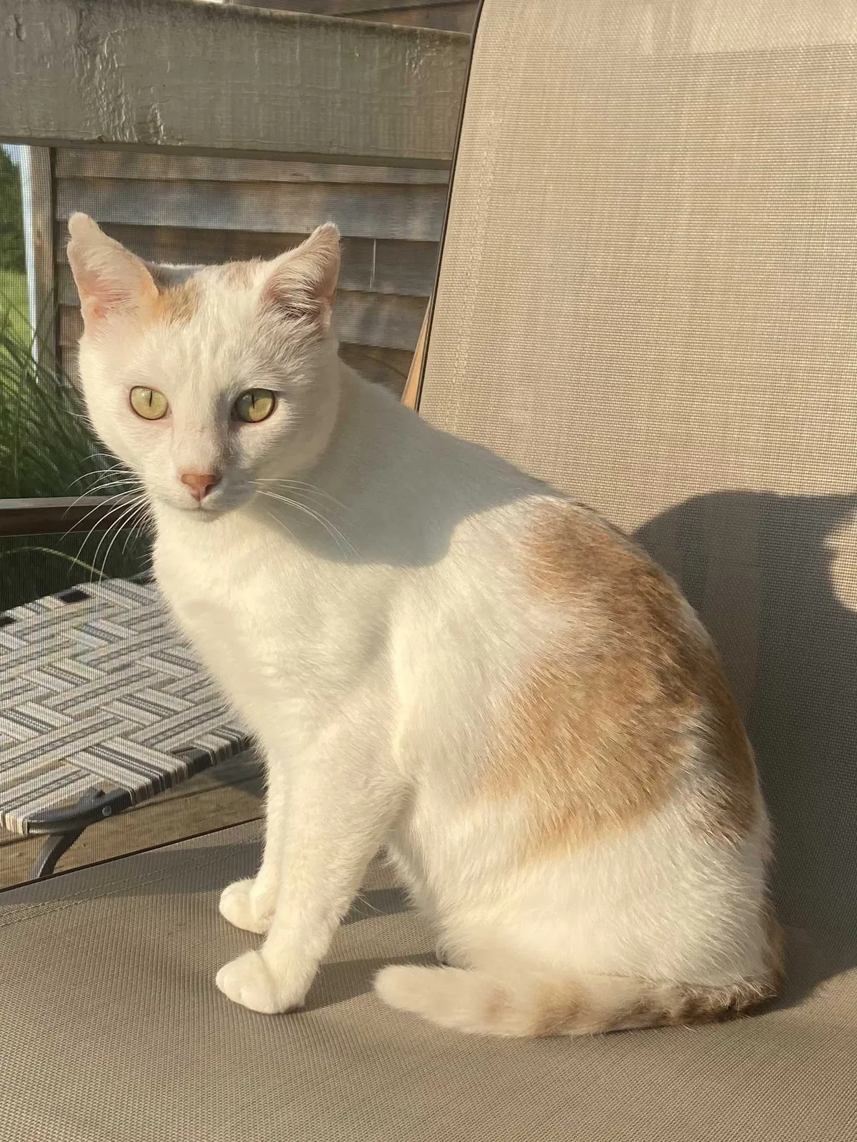 Lost cat in Kansas City, MO, 64119