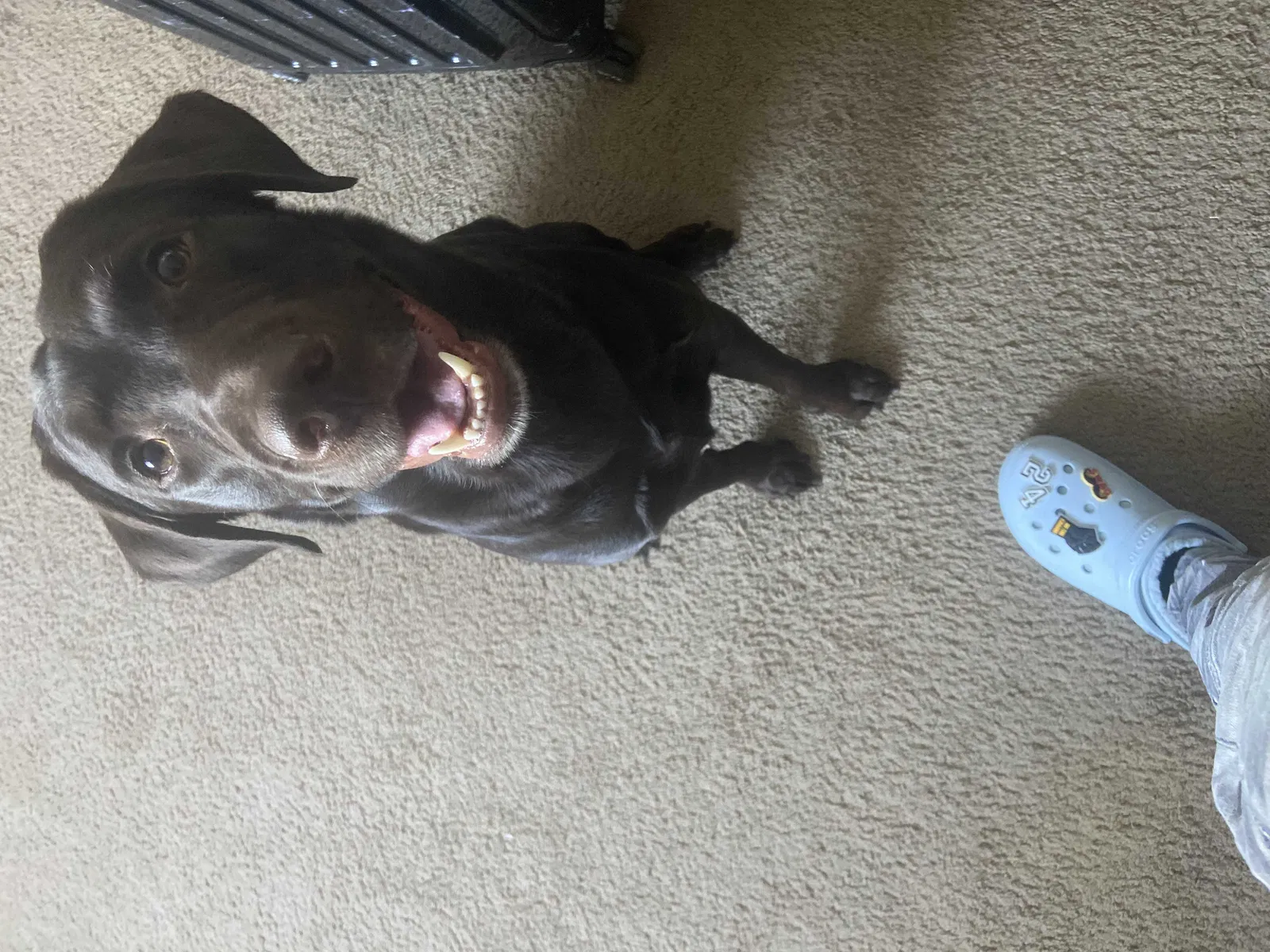 Lost dog in Syracuse, NY, 13215