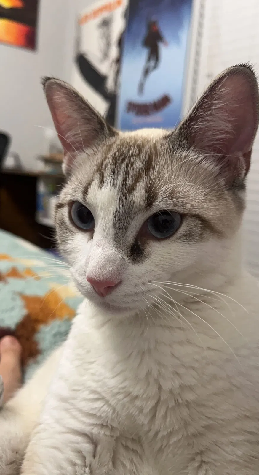 Lost cat in Houston, TX, 77095