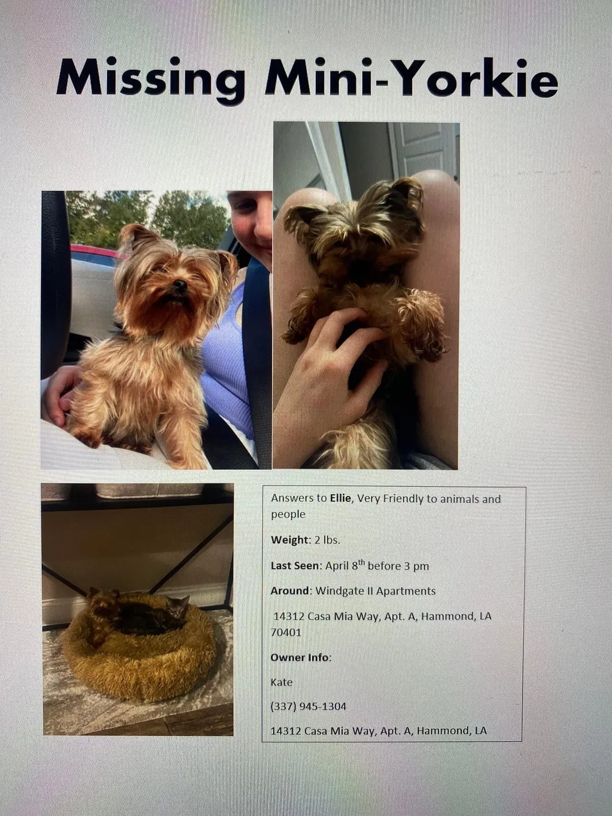 Lost dog in Hammond, LA, 70401