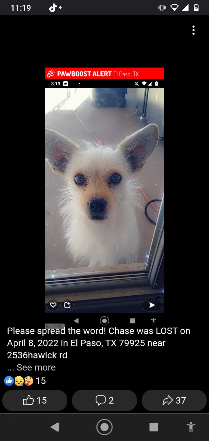Lost dog in El Paso, TX, 79925