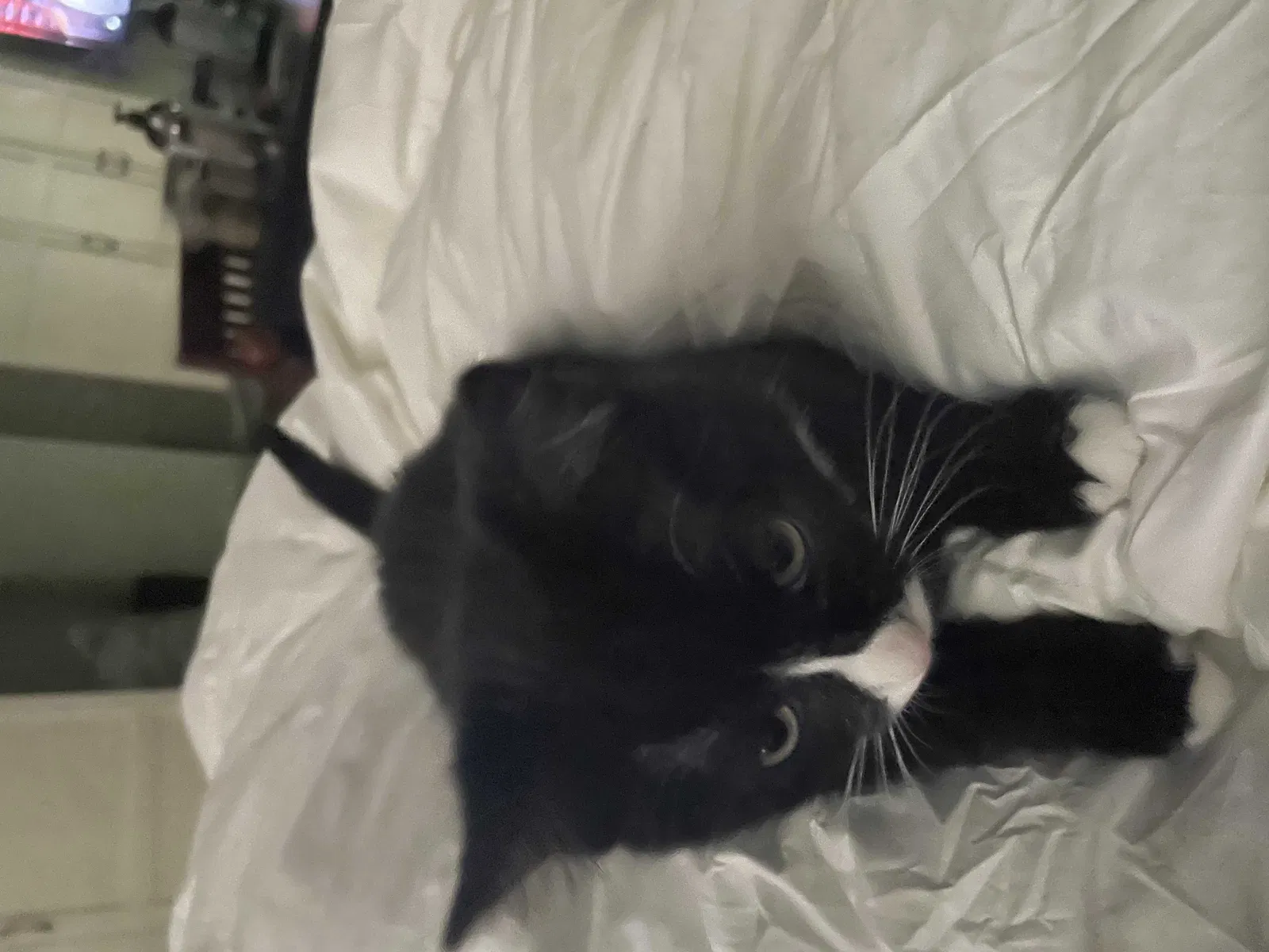 Lost cat in Mukilteo, WA, 98275