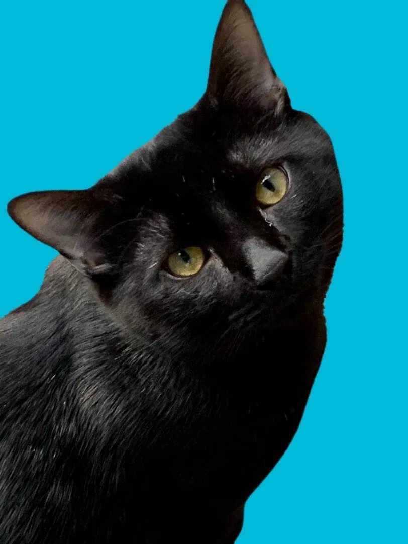 Lost cat in Asheville, NC, 28803