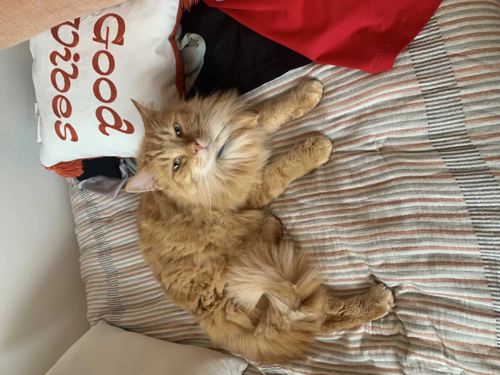 Lost cat in Knoxville, TN, 37914