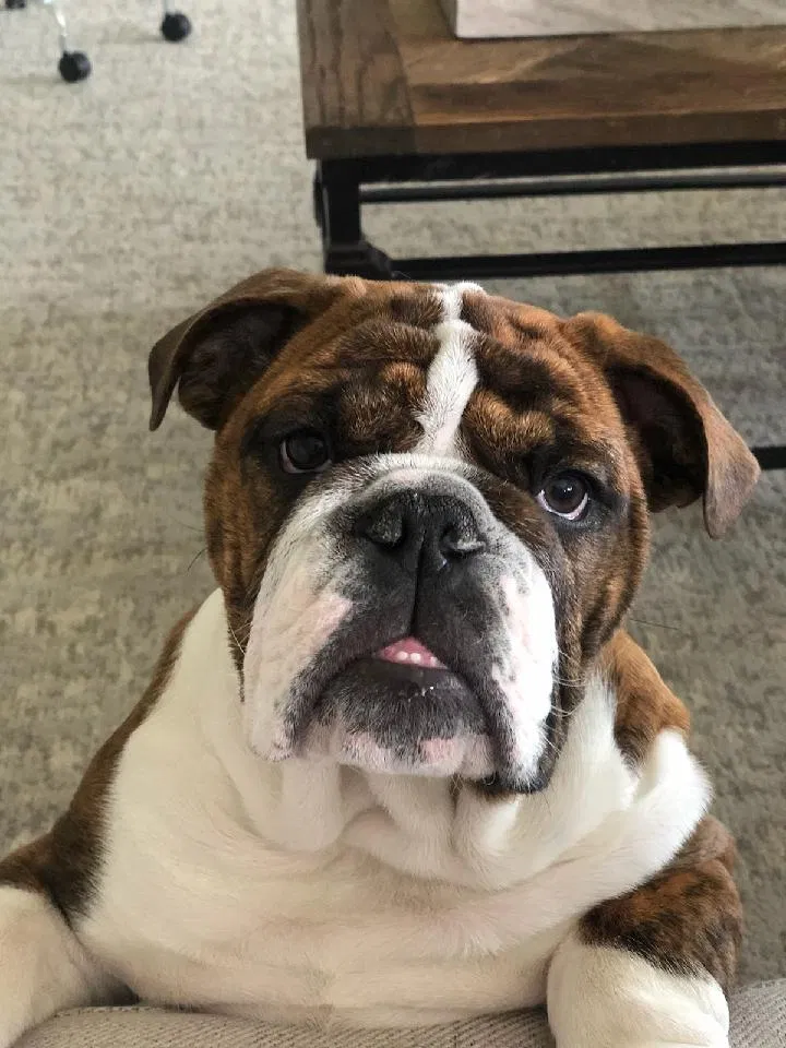 Lost dog in Queen Creek, AZ, 85142
