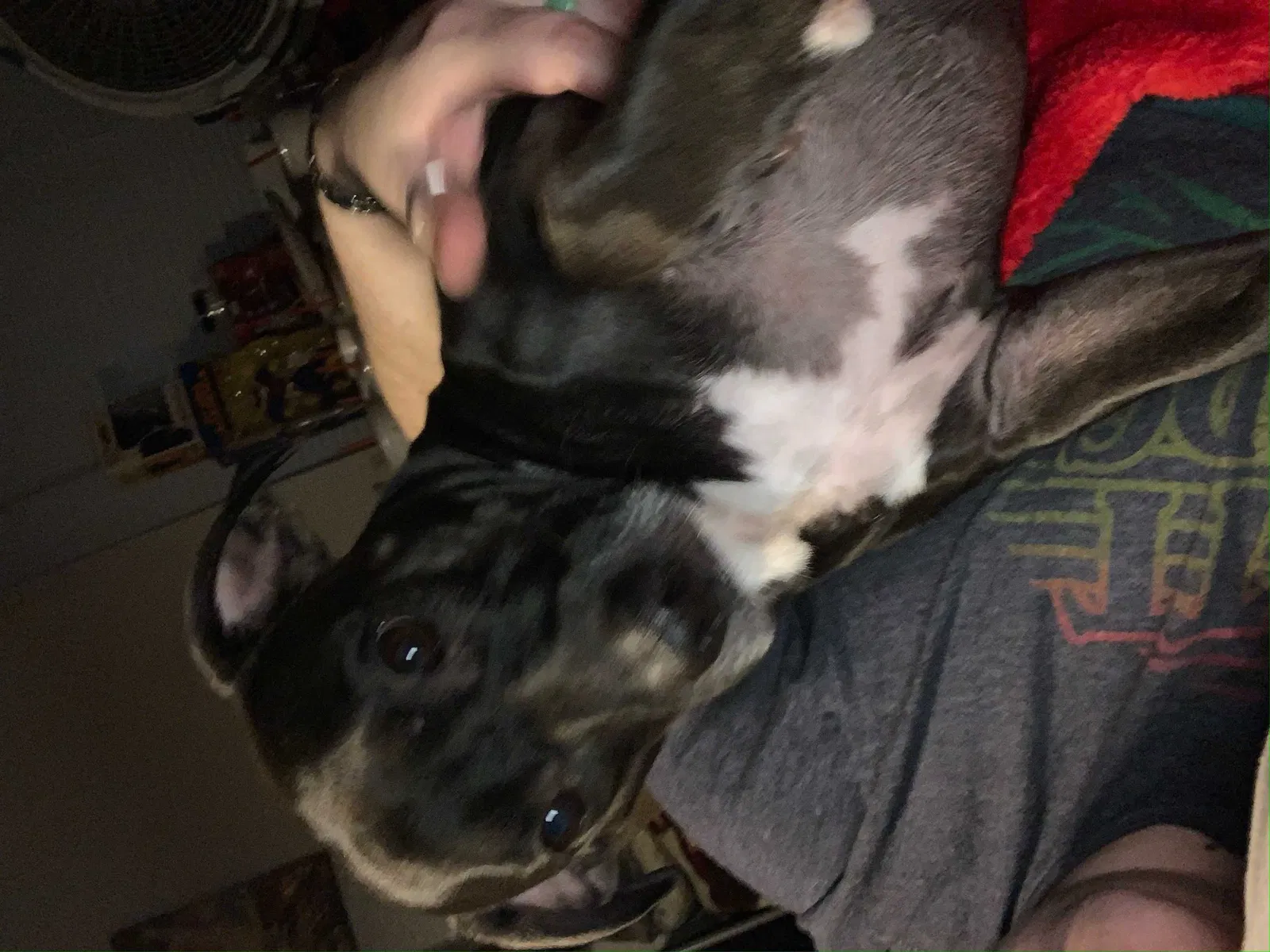 Lost dog in Citrus Heights, CA, 95621