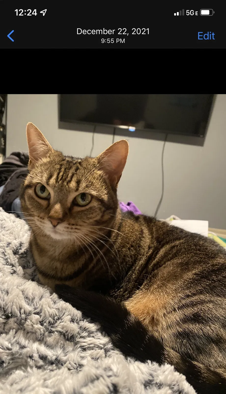Lost cat in Anchorage, AK, 99516