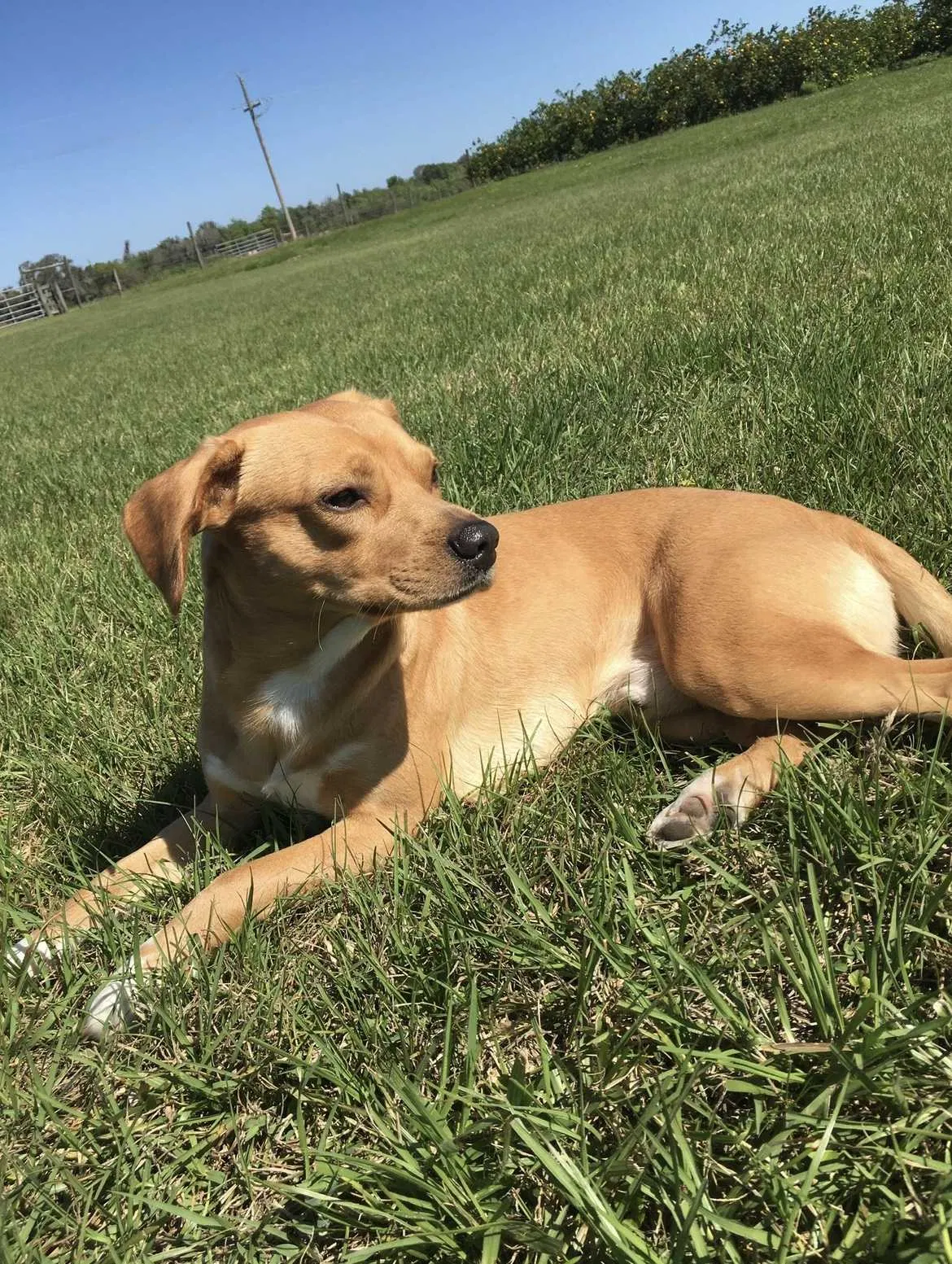 Lost dog in Zolfo Springs, FL, 33890