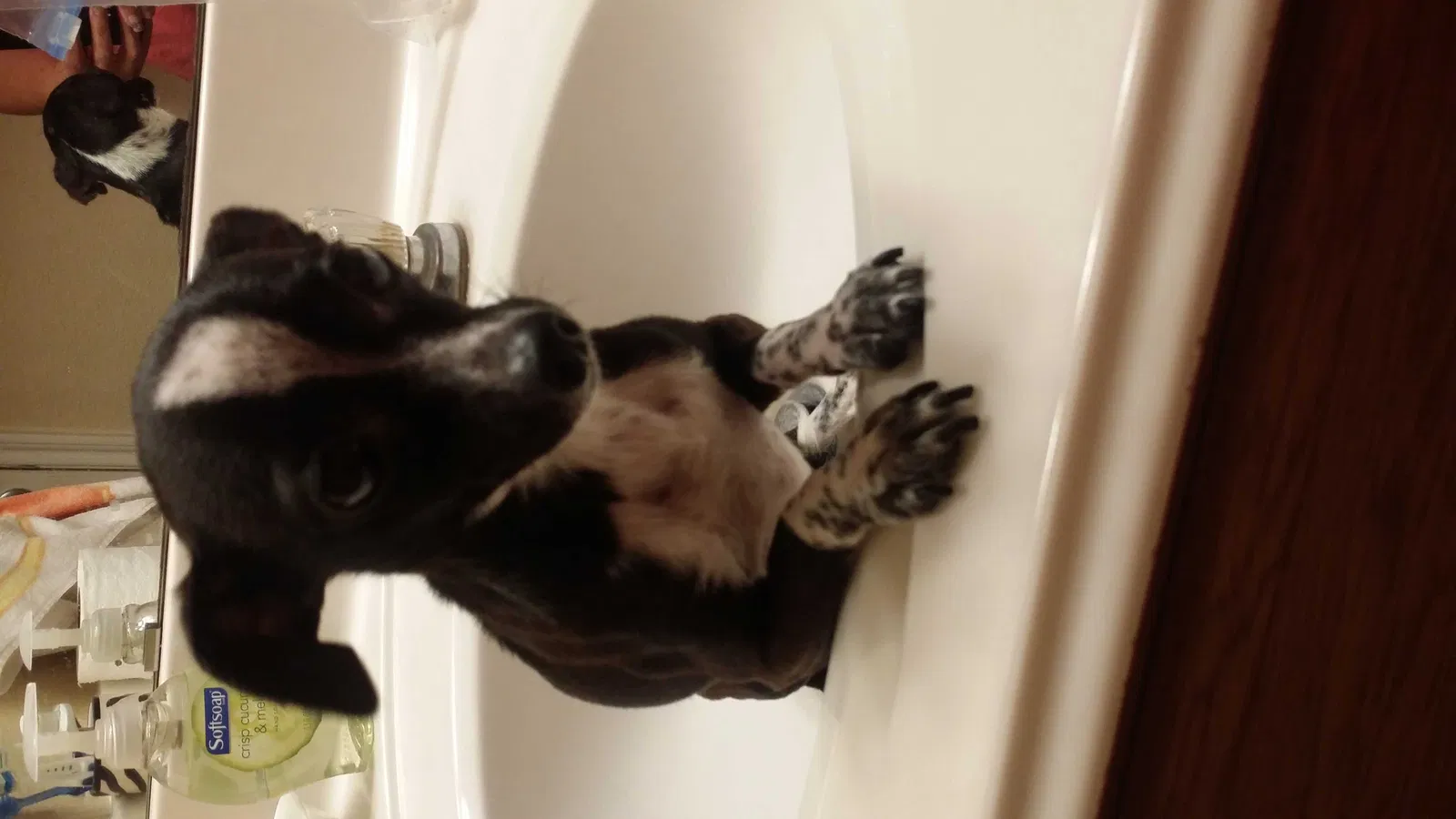Lost dog in Houston, TX, 77073