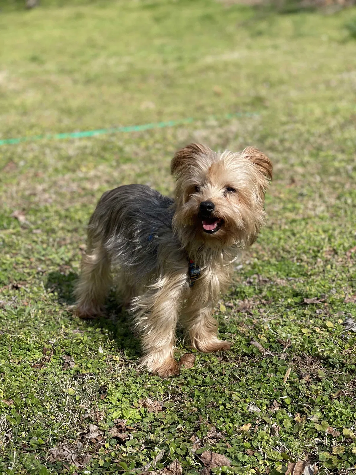 Lost dog in Adamsville, AL, 35005